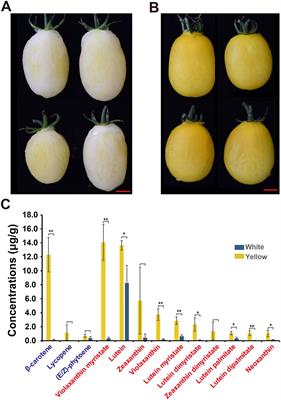 Genetic mapping and molecular marker development for white flesh color in tomato